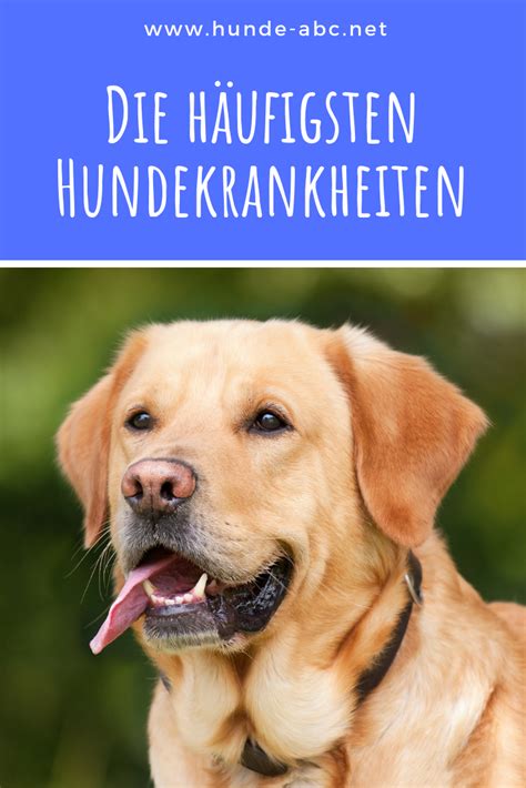 Die häufigsten Hundekrankheiten und wie man sie erkennen kann