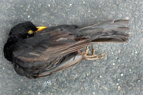 Die häufigsten Vogelkrankheiten und ihre Symptome