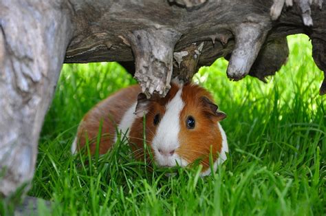 Die lustigsten Verhaltensweisen von Meerschweinchen