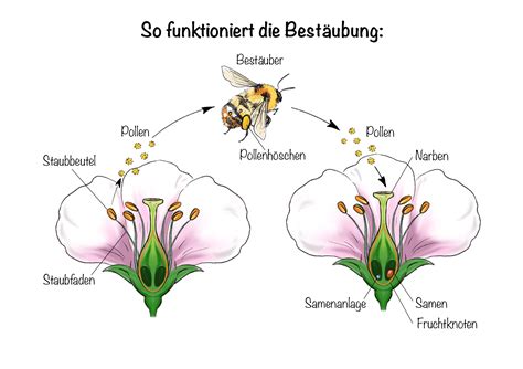 Die Rolle von heimischen Vogelrassen in der Bestäubung von Pflanzen