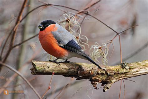 Die schönsten Fotos von heimischen Vogelrassen in freier Wildbahn