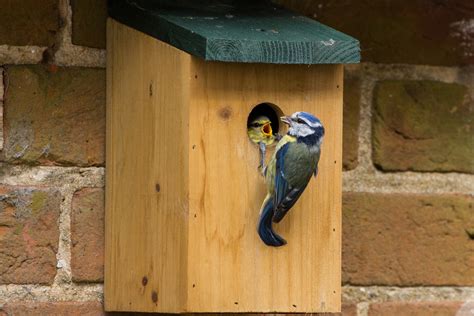 Die schönsten Nistplätze für heimische Vogelrassen