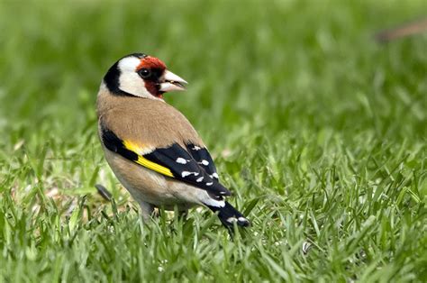 Fotografieren von heimischen Vogelrassen im eigenen Garten