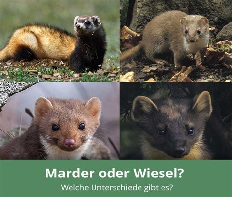 Gefährdete Tierarten: Das Wiesel und der Igel