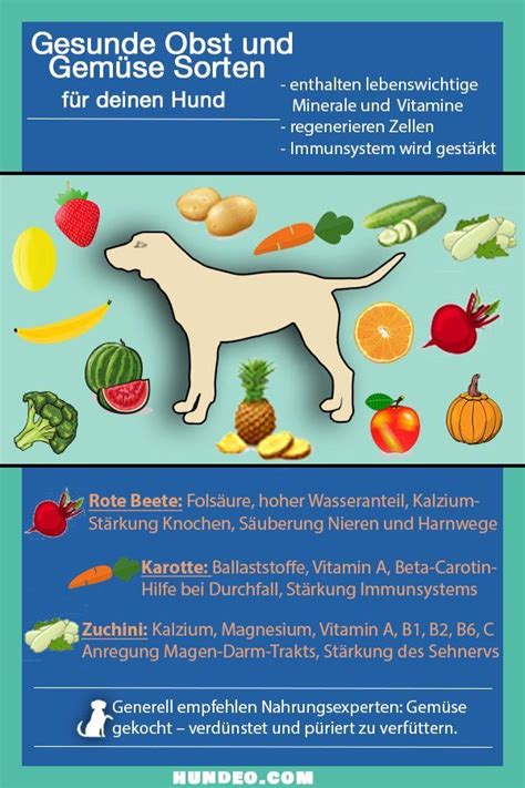 Gesunde Ernährung für Hunde: Tipps und Empfehlungen