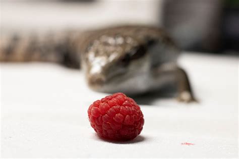 Gesunde Ernährung für Reptilien: Tipps und Tricks