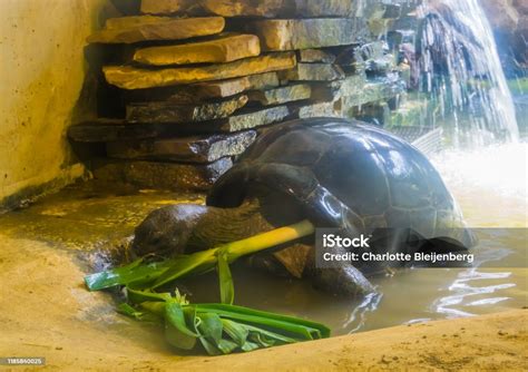 Gesundheitsvorsorge für exotische Reptilienarten