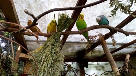 Grundlagen der Vogelpflege für Kanarienvögel