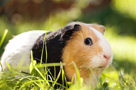 Hamster oder Meerschweinchen: Die Vor- und Nachteile als Haustier