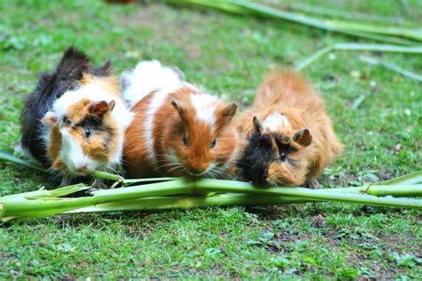 Hamster oder Meerschweinchen: Welches Haustier passt zu mir?