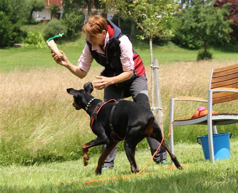 hund ausbildung