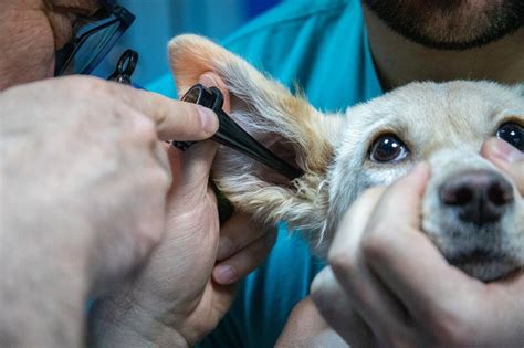 Hundekrankheiten: Die Rolle von Parasitenschutz und Vorsorge