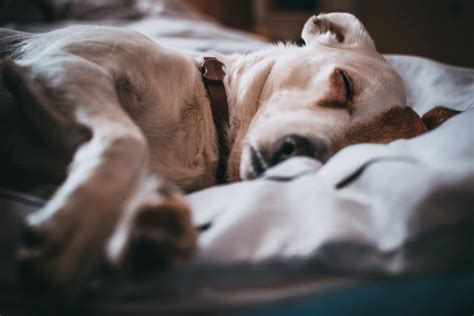 Hundekrankheiten: Wie man die Anzeichen von Schmerz und Unwohlsein erkennt