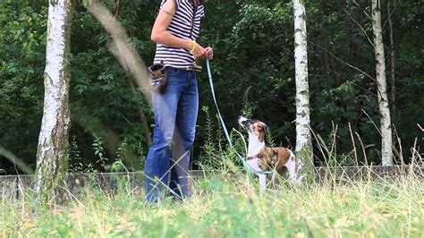 Hundespiele für die Stärkung der Bindung zwischen Ihnen und Ihrem Hund