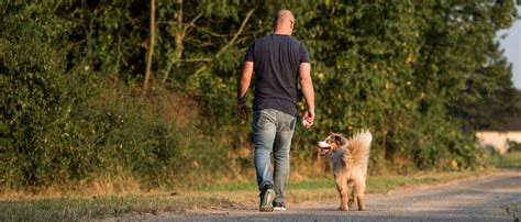 Hundetraining: Der Einfluss der Umgebung auf das Verhalten des Hundes