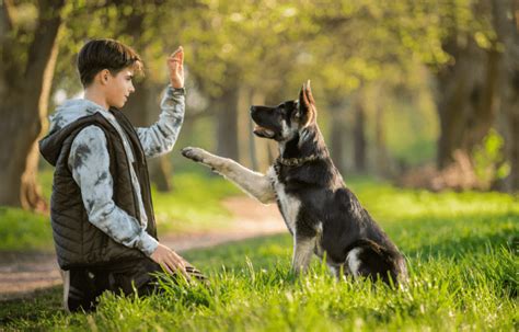 Hundetraining: Die Rolle von Routine und Konsequenz