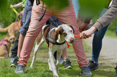 Hundetraining für ältere Hunde: Besonderheiten und Tipps