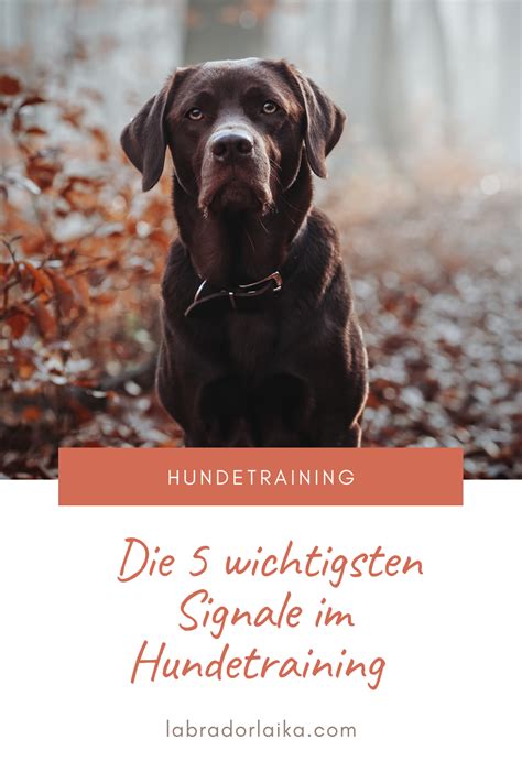 Hundetraining: Signale und Kommandos richtig einsetzen