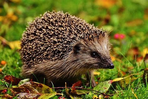 Igel in der Natur: Beobachtungen und Schutz