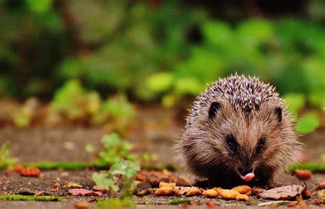 Igel in der Stadt: Anpassung an urbane Lebensräume