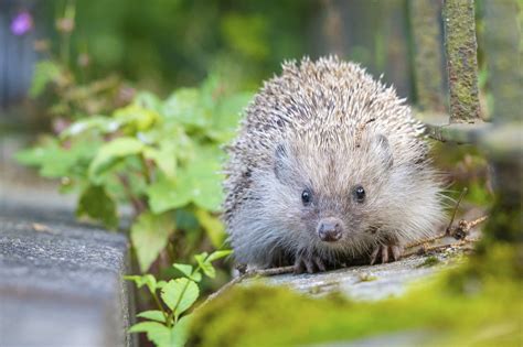 Igelschutz: Wie man Igeln in der Natur helfen kann