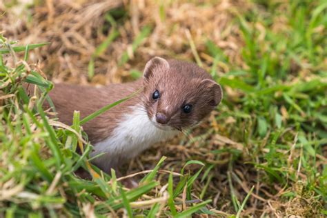 Ist es legal, das Wiesel als Haustier zu halten?