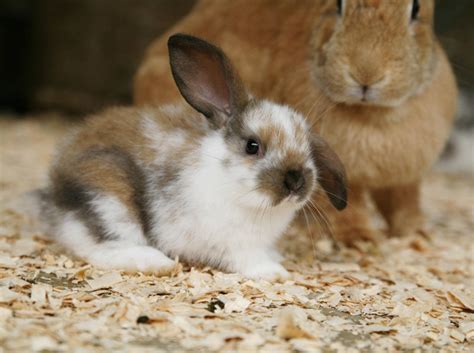 Kaninchen-Nachwuchs: Von der Geburt bis zur Selbstständigkeit