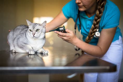 Katzentraining: Den Tierarztbesuch stressfrei gestalten