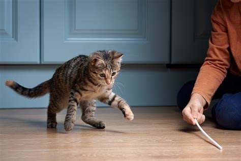 Katzentraining: Gemeinsames Spiel für Mensch und Katze