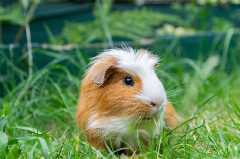 Rassen und Fellvarianten von Meerschweinchen