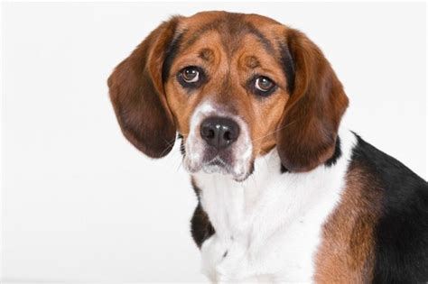 Rasseporträt: Beagle - Ursprung, Haltung und Gesundheitstipps