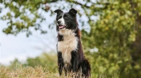 Rasseporträt: Border Collie - Intelligenter Hütehund und talentierter Sportler