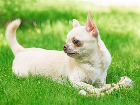 Rasseporträt: Chihuahua - Tipps zur Erziehung und Beschäftigung