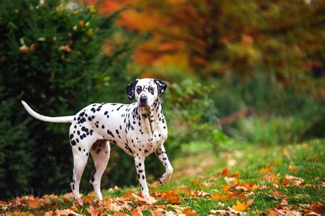 Rasseporträt: Dalmatiner - Gutmütiger Familienhund mit auffälligem Fellmuster