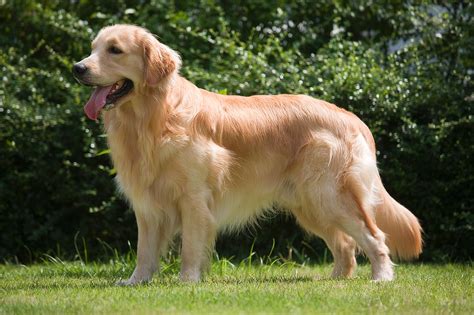 Rasseporträt: Golden Retriever - Geeignet als Familienhund und Jagdbegleiter