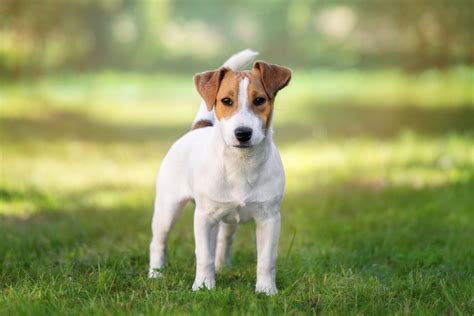 Rasseporträt: Jack Russell Terrier - Kleiner, agiler Hund mit eigenwilligem Charakter