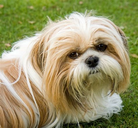 Rasseporträt: Shih Tzu - Verspielter Begleithund mit seidigem Fell