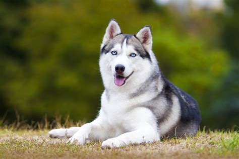 Rasseporträt: Siberian Husky - Energiegeladener Schlittenhund mit sanftem Wesen