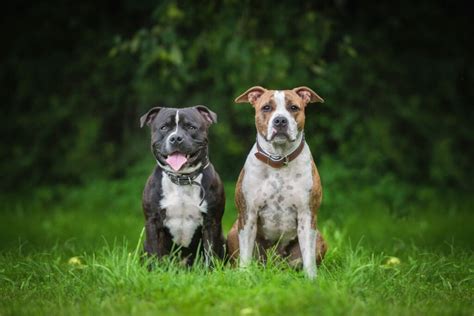 Rasseporträt: Staffordshire Bullterrier - Kraftvoll, athletisch und menschenfreundlich