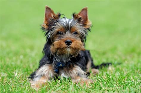 Rasseporträt: Yorkshire Terrier - Kleiner Hund mit großem Herz und dennoch robust