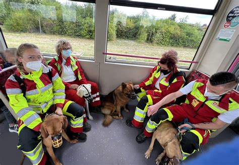 Rettungshundetraining: Ausbildung und Anforderungen an Mensch und Tier