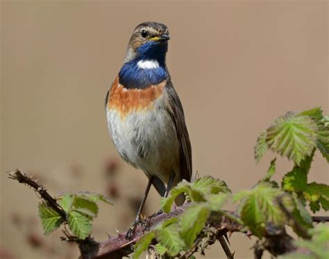 Seltene Beobachtungen: Unentdeckte heimische Vogelrassen in Deutschland