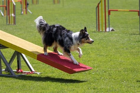 Sportliche Hunderassen: Die besten Begleiter für Outdoor-Aktivitäten