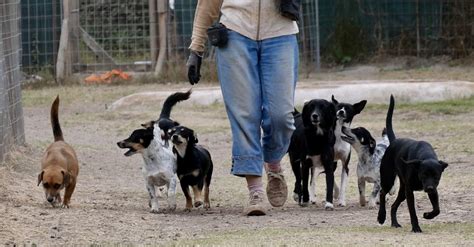 Tierschutz und Hundetraining: Aufklärung und Vermittlung von Problemhunden