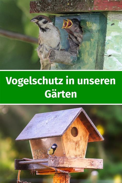 Umweltfreundliche Maßnahmen zum Schutz heimischer Vogelrassen