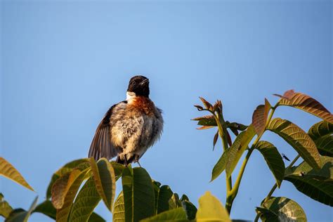 Vogelbeobachtung für Anfänger: Die ersten Schritte beim Kennenlernen heimischer Vogelrassen