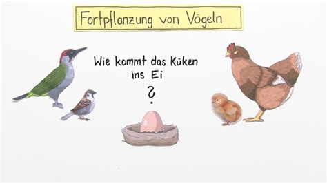 Vogelkrankheiten: Auswirkungen auf die Fortpflanzung und Zucht von Vögeln