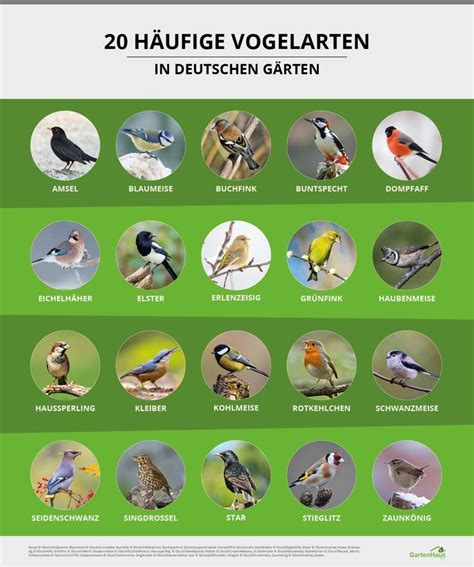 Vogelkrankheiten in verschiedenen Vogelarten