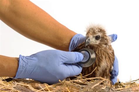 Vogelkrankheiten: Von Atemwegserkrankungen bis zu Parasitenbefall