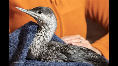 Vogelpflege-Routine: Tipps für ein gesundes und glückliches Tier